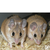 گونه موش خاردار Eastern Spiny Mouse